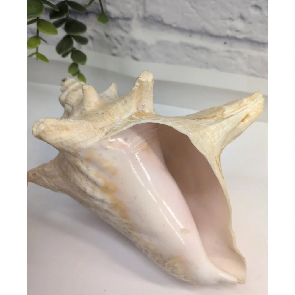 🏖️Large Vintage Pink-Lipped Murex Sea Shell Natural Ocean‎ Beach Coastal Decor